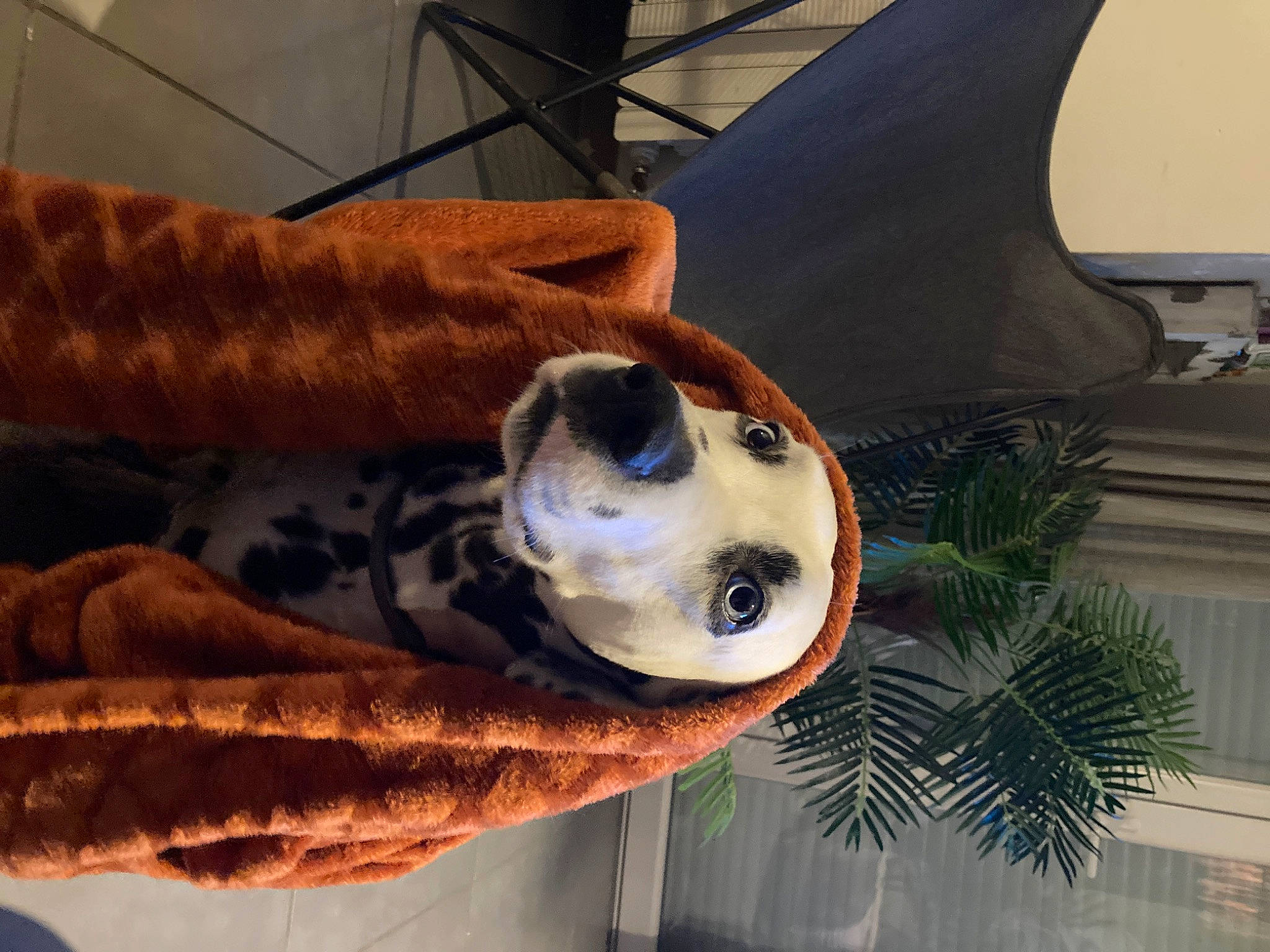 Nalha participe au concours pour gagner de l'argent avec cette photo : art, canidae, carnivore, companion_dog, dog, dog_breed, fawn, fur, metal, non_sporting_group, plant, sculpture, sky, snout, sporting_group, statue, tree, wood, working_animal