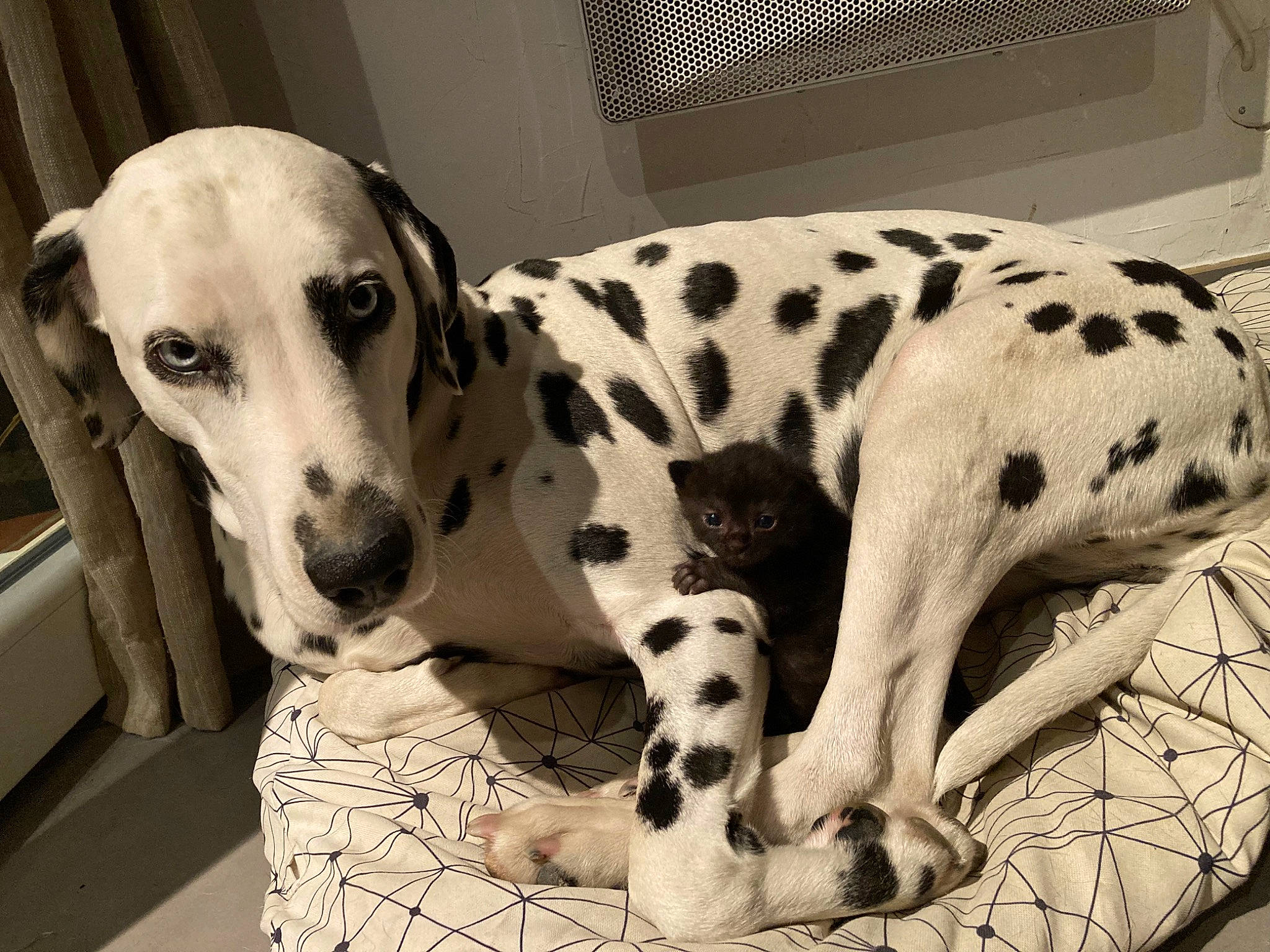 Nalha a rejoint le concours — aidez-le/la à gagner de superbes lots ! canidae, carnivore, companion_dog, dalmatian, dog, dog_breed, dog_supply, fawn, monochrome_photography, non_sporting_group, pet_supply, snout, sporting_group, terrestrial_animal, whiskers, white, working_animal