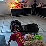 black_fur, cabinet, christmas, cozy, dog, green, holiday_decorations, indoor, lamp, light, living_room, pet, playful, red, rope, stuffed_toy, tile_floor, toy, white, window