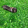 animal, canine, clover, curious, daylight, dog, field, fur, grass, greenery, ground, leaf, long_body, looking_up, mammal, nature, outdoor, pet, scruffy, wet