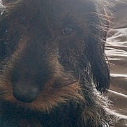 Tinky De Winky participe au concours pour gagner de l'argent avec cette photo : affenpinscher, airedale, animal, bed, bedroom, canine, cockerspaniel, couch, cushion, dog, furniture, homedecor, hound, indoors, person, pet, poodle, puppy, room, terrier