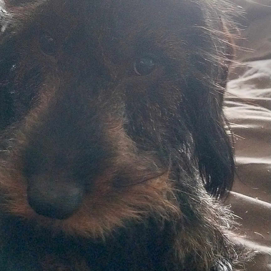 Tinky De Winky participe au concours pour gagner de l'argent avec cette photo : affenpinscher, airedale, animal, bed, bedroom, canine, cockerspaniel, couch, cushion, dog, furniture, homedecor, hound, indoors, person, pet, poodle, puppy, room, terrier