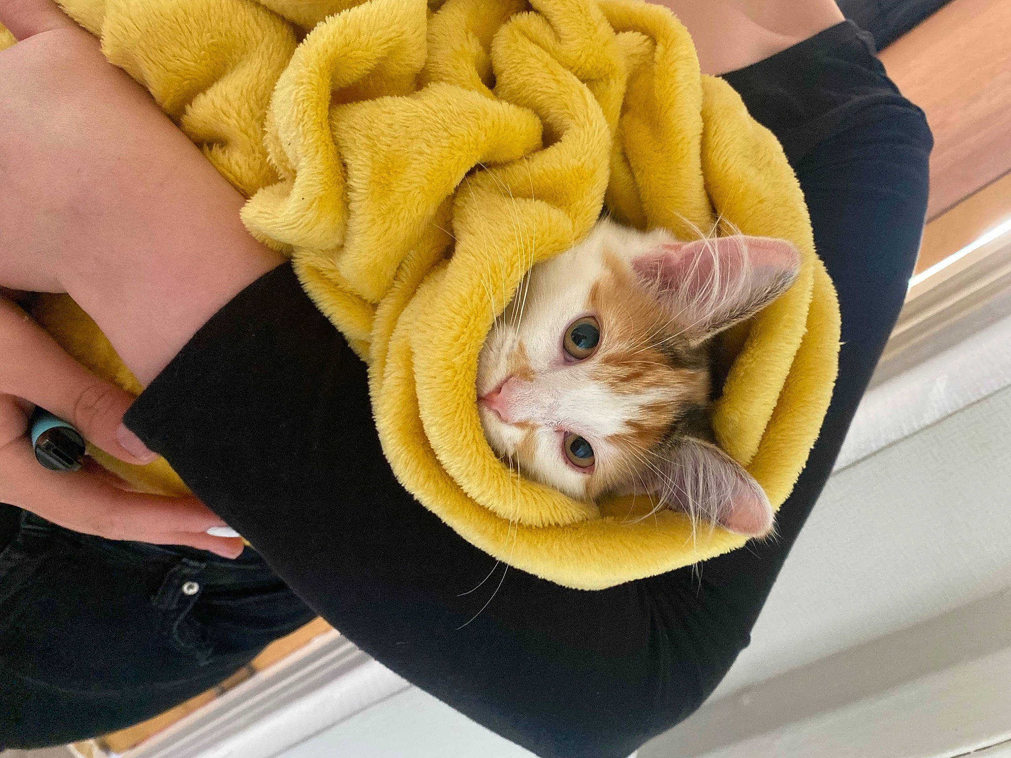 Heidi joined the competition — help win amazing prizes! carnivore, cat, claw, comfort, domestic_short_haired_cat, ear, fawn, felidae, finger, fur, gesture, hand, linens, mammal, nail, small_to_medium_sized_cats, thumb, whiskers, wood, wrist