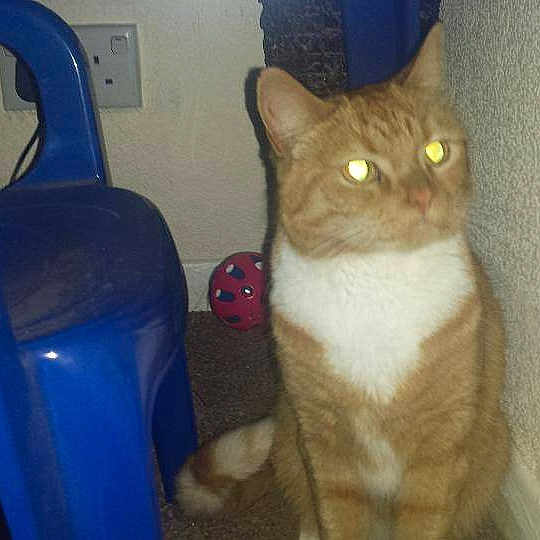 Tilly