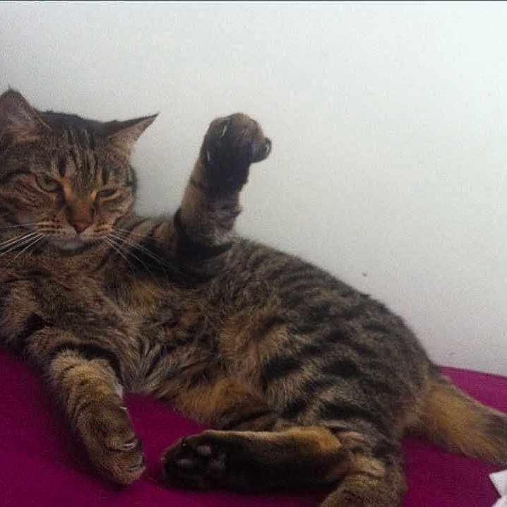 Alfie