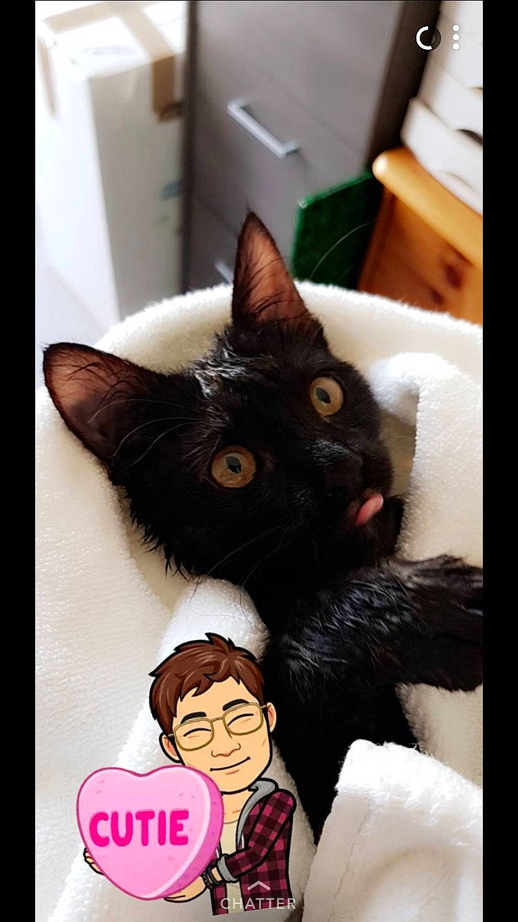 Mowgli a rejoint le concours — aidez-le/la à gagner de superbes lots ! black_cat, carnivoran, cat, cat_like_mammal, ear, fur, joy, kitten, person, photo_caption, small_to_medium_sized_cats, whiskers