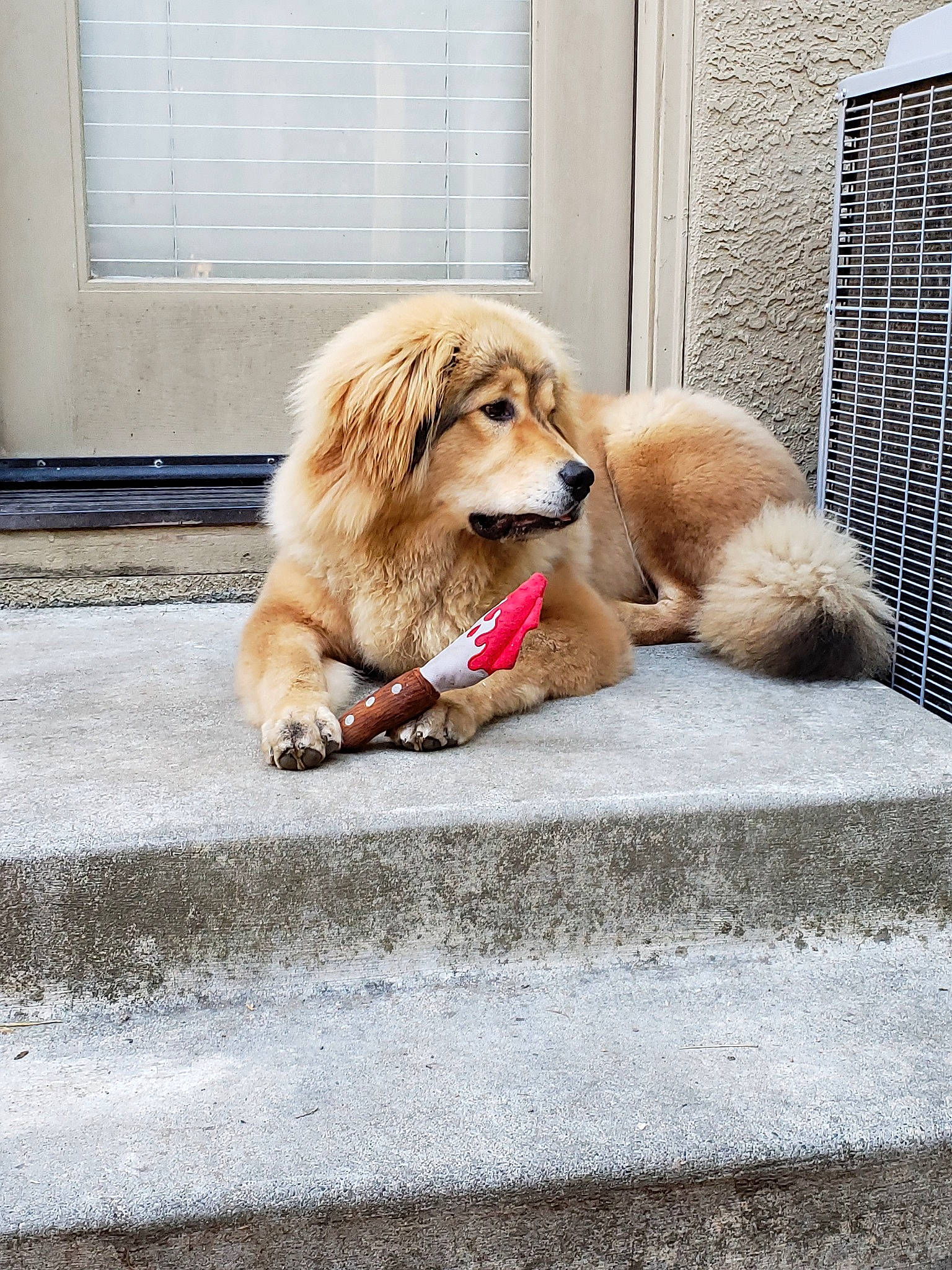 Xandra is registered to the contest to win money with this photo: canidae, carnivore, companion_dog, dog, dog_breed, fawn, fur, golden_retriever, hovawart, mammal, puppy, retriever, snout, sporting_group, vertebrate