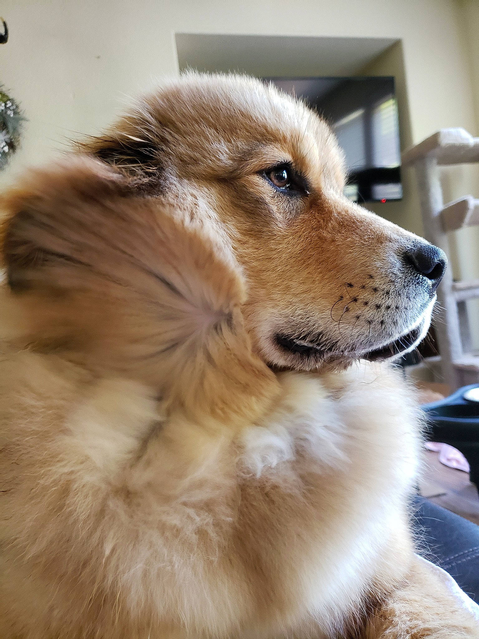 Xandra joined the competition — help win amazing prizes! ancient_dog_breeds, canidae, carnivore, companion_dog, dog, dog_breed, fawn, fur, mammal, puppy, snout, sporting_group, vertebrate, whiskers