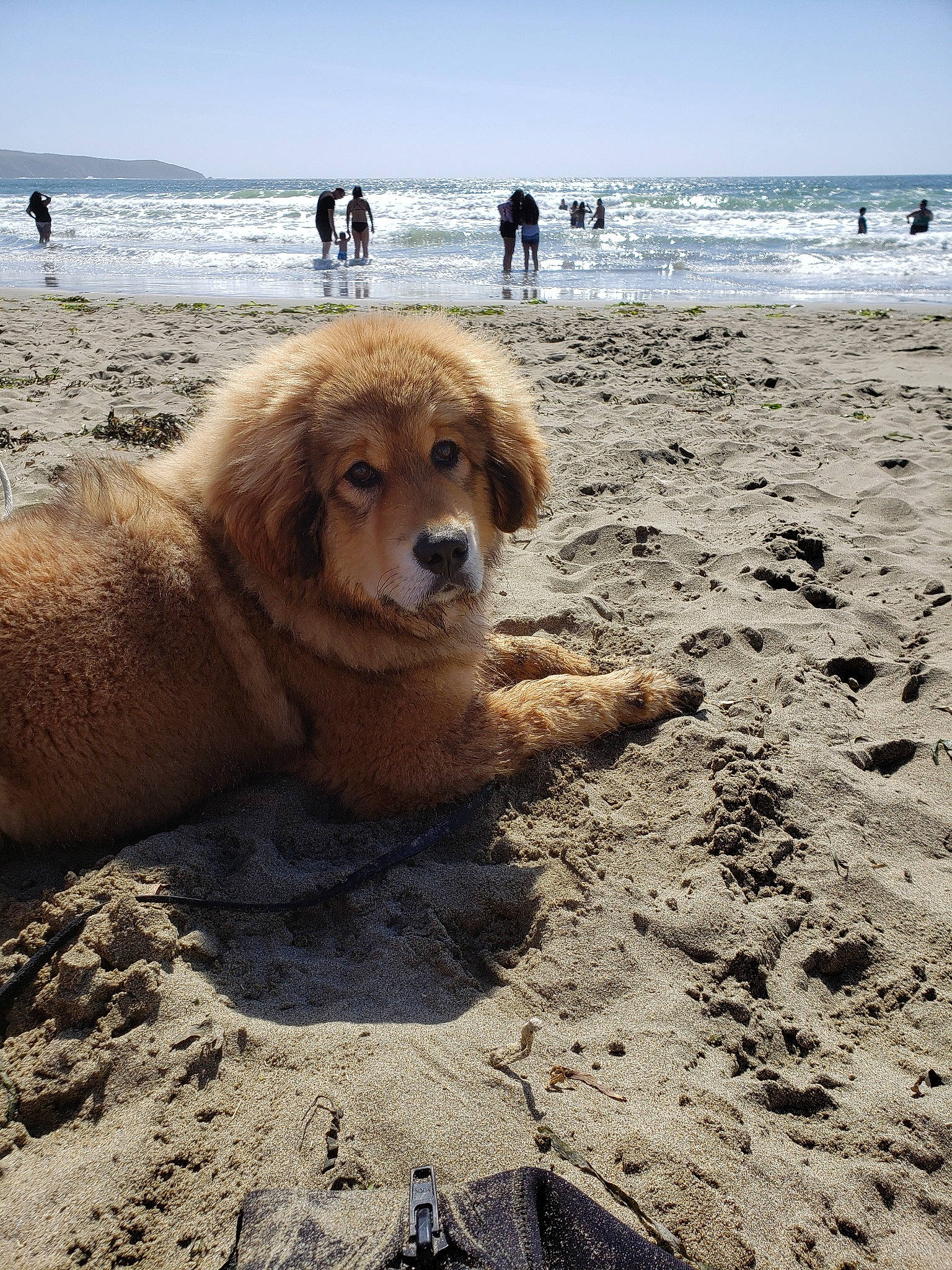 Xandra joined the competition — help win amazing prizes! beach, canidae, carnivore, companion_dog, dog, dog_breed, fun, golden_retriever, mammal, nova_scotia_duck_tolling_retriever, retriever, sand, sea, sporting_group, vacation