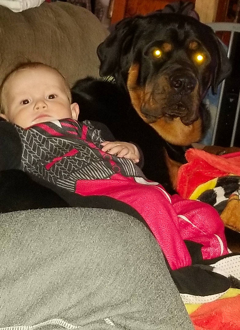 Devon is registered to the contest to win money with this photo: baby, baby_products, baby_toddler_clothing, canidae, carnivore, comfort, companion_dog, couch, dog, dog_breed, fawn, fur, guard_dog, lap, molosser, person, sitting, sporting_group, toddler, working_animal