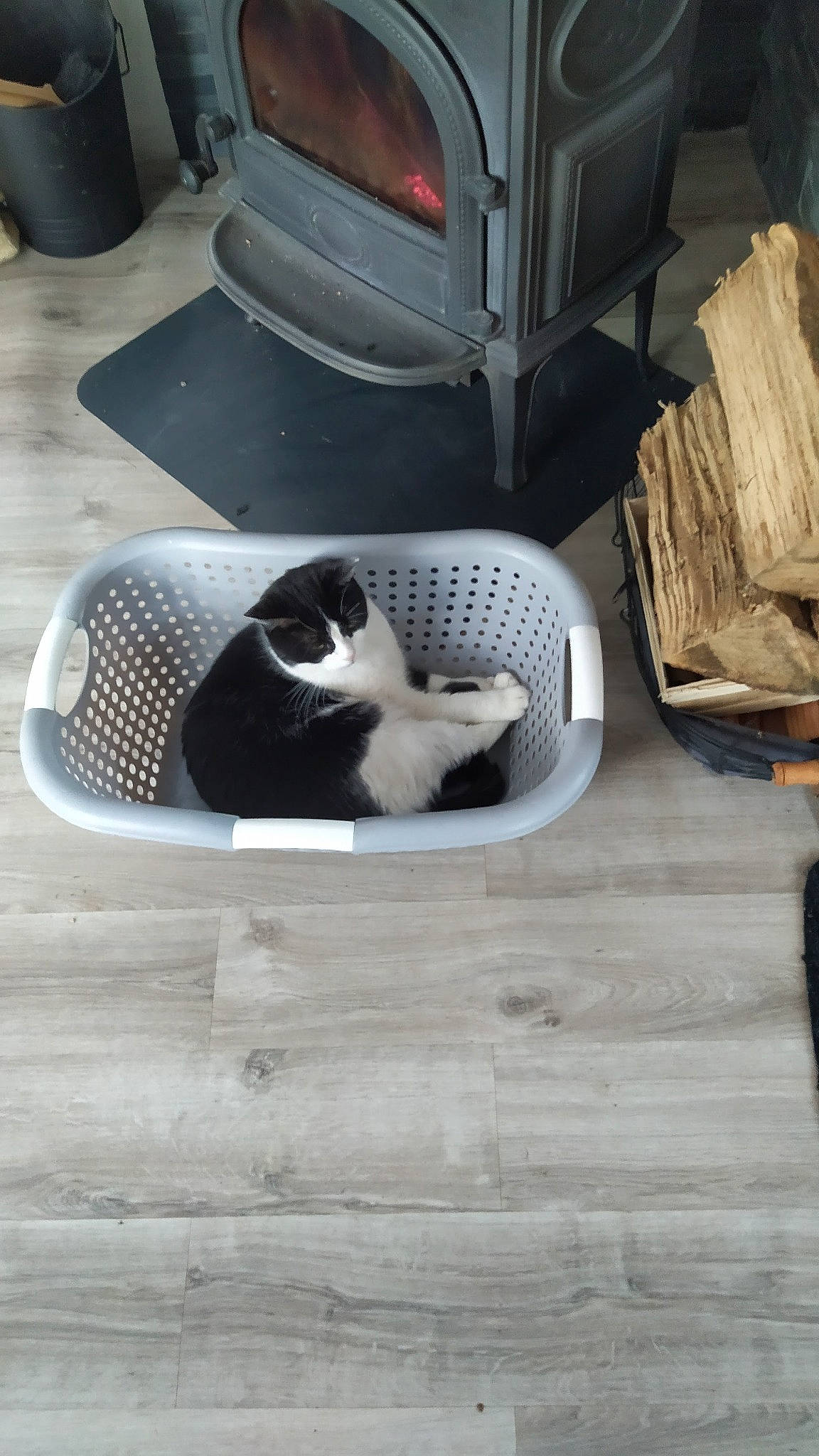 Buzz participe au concours pour gagner de l'argent avec cette photo : auto_part, automotive_design, automotive_exterior, automotive_tire, black, carnivore, cat, cat_supply, chair, comfort, felidae, flooring, hardwood, light, pet_supply, room, small_to_medium_sized_cats, tail, whiskers, wood