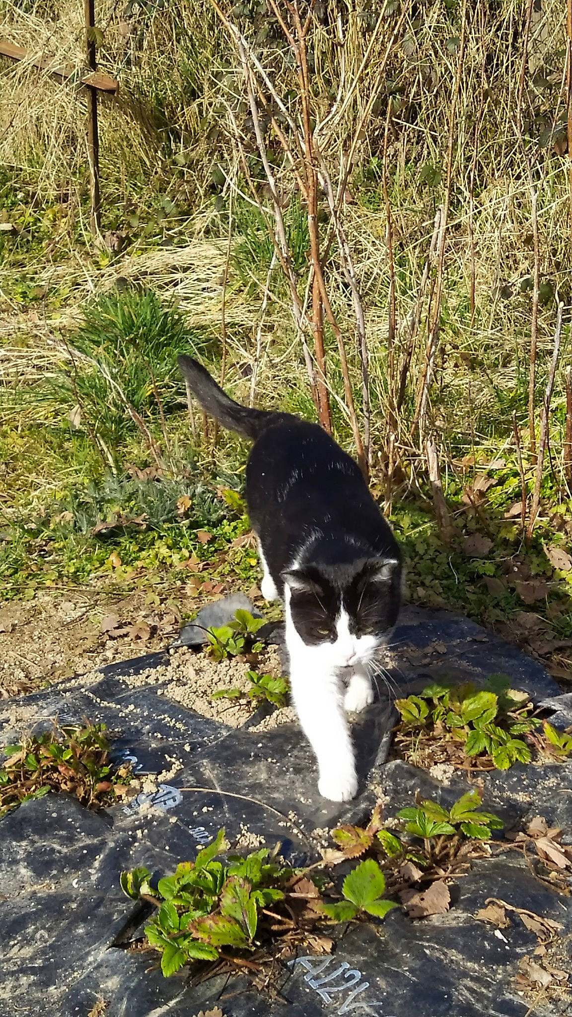 Buzz a rejoint le concours — aidez-le/la à gagner de superbes lots ! canidae, carnivore, cat, dog_breed, domestic_short_haired_cat, felidae, fur, grass, groundcover, natural_landscape, plant, small_to_medium_sized_cats, snout, soil, sporting_group, tail, terrestrial_animal, trail, tree, whiskers