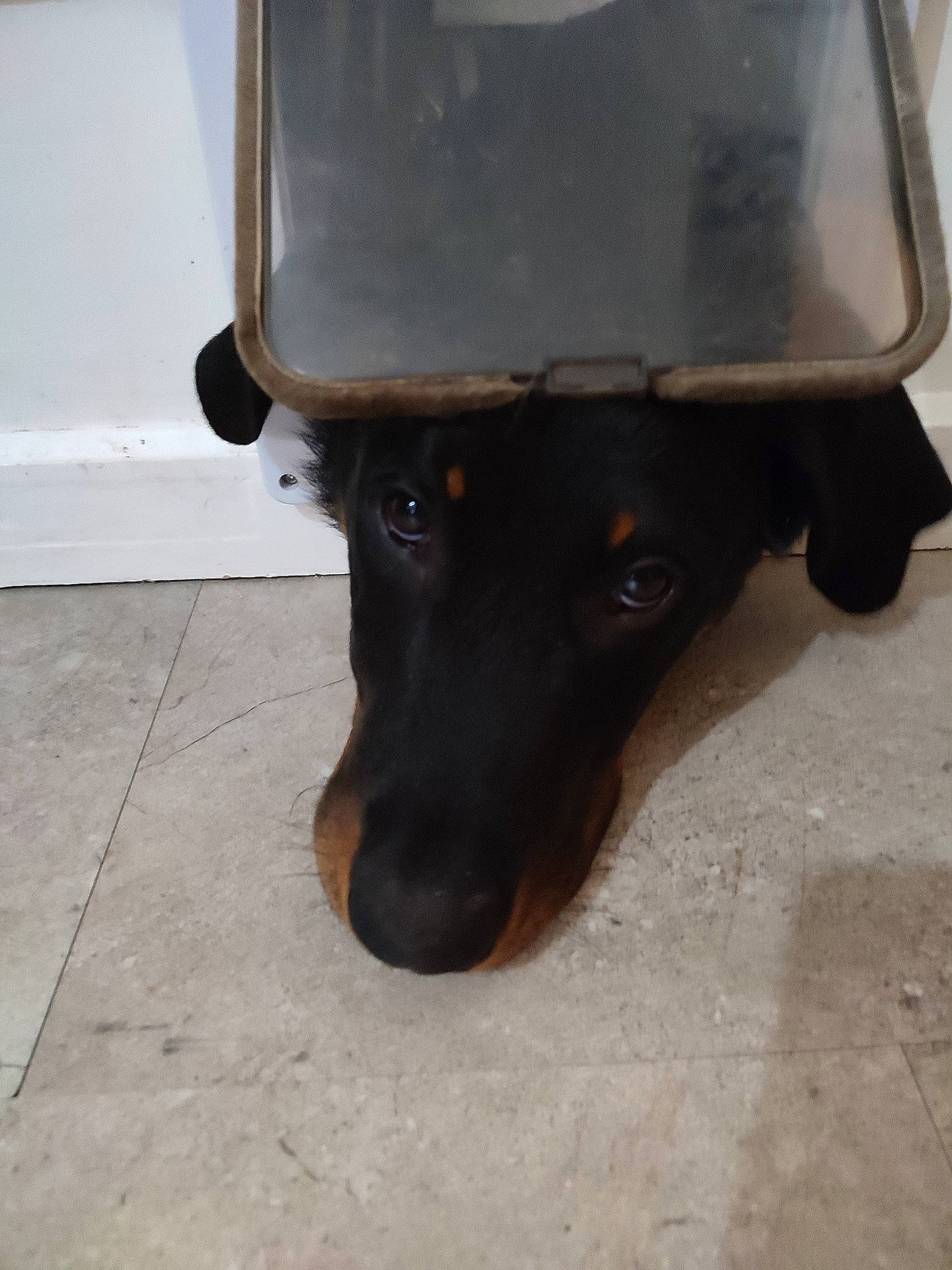 Ulysse a rejoint le concours — aidez-le/la à gagner de superbes lots ! canidae, carnivore, companion_dog, dog, dog_breed, fur, pet_supply, rottweiler, snout, sporting_group, tints_and_shades, vehicle_door, whiskers, working_animal, working_dog