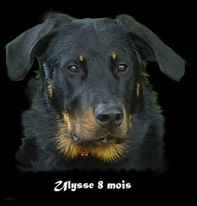Ulysse a rejoint le concours — aidez-le/la à gagner de superbes lots ! borador, canidae, carnivore, companion_dog, darkness, dog, dog_breed, eye, fur, guard_dog, head, snout, sporting_group, terrestrial_animal, whiskers, working_animal, working_dog