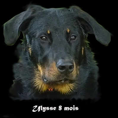 Ulysse