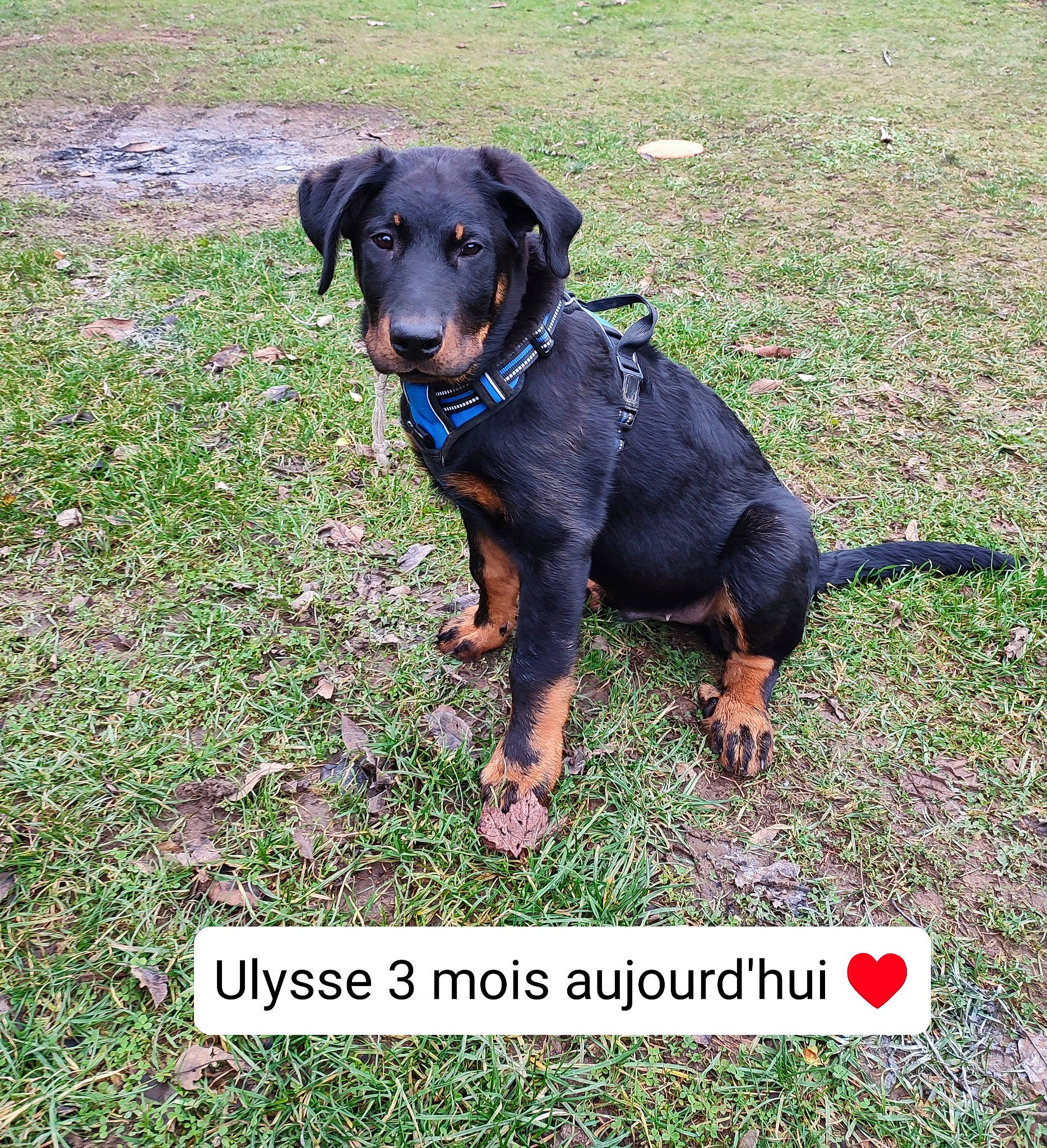 Ulysse participe au concours pour gagner de l'argent avec cette photo : carnivore, collar, companion_dog, dog, dog_breed, dog_collar, grass, groundcover, guard_dog, people_in_nature, pet_supply, photo_caption, working_animal, working_dog