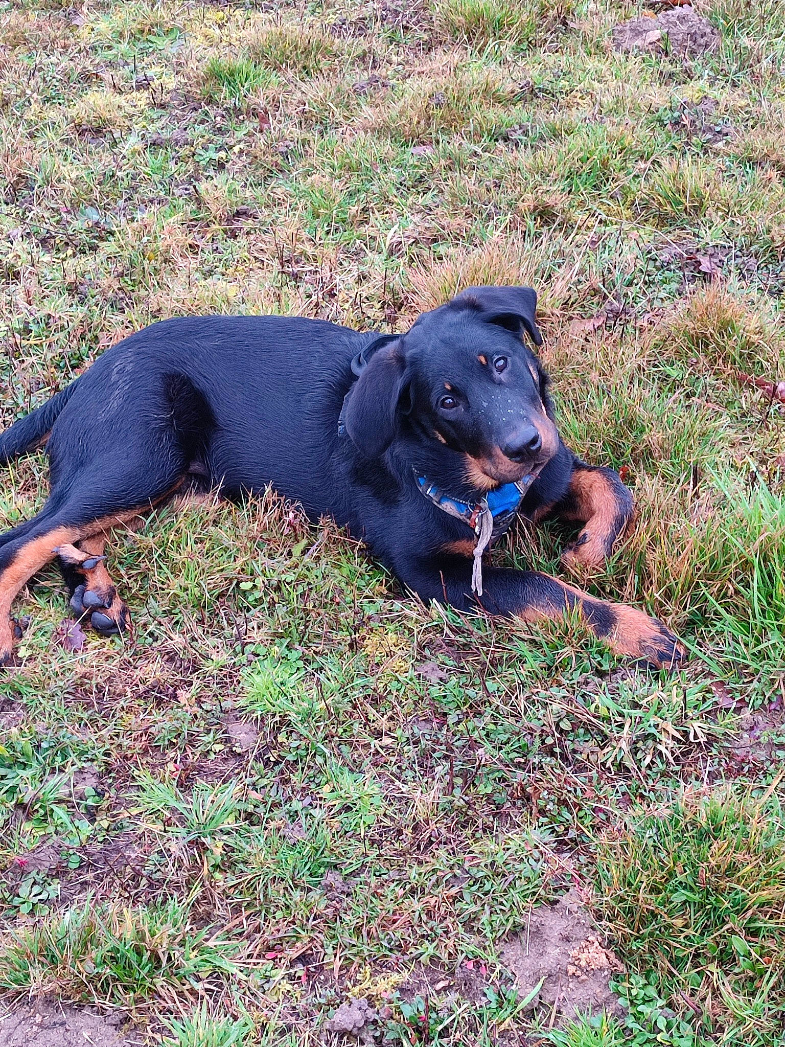 Ulysse participe au concours pour gagner de l'argent avec cette photo : borador, canidae, carnivore, collar, companion_dog, dog, dog_breed, dog_collar, electric_blue, grass, grassland, groundcover, gun_dog, hunting_dog, liver, plant, sporting_group, tail, terrestrial_animal, working_animal