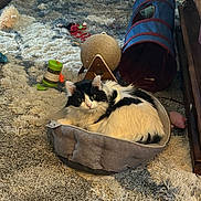 Ani is registered to the contest to win money with this photo: cat, pet_bed, black_and_white, fluffy, cat_toys, scratching_post, rug, living_room, furniture, cozy, indoor, play_tunnel, pink_toy, wooden_cabinet, carpet, relaxed, animal, cute, domestic_cat, feline