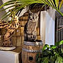 cat, gray_cat, barrel, wooden_barrel, indoor, plant, green_plant, wood_sculpture, stairs, tile_stairs, cozy, home, pet, feline, sitting, whiskers, fur, curious, animal, houseplant
