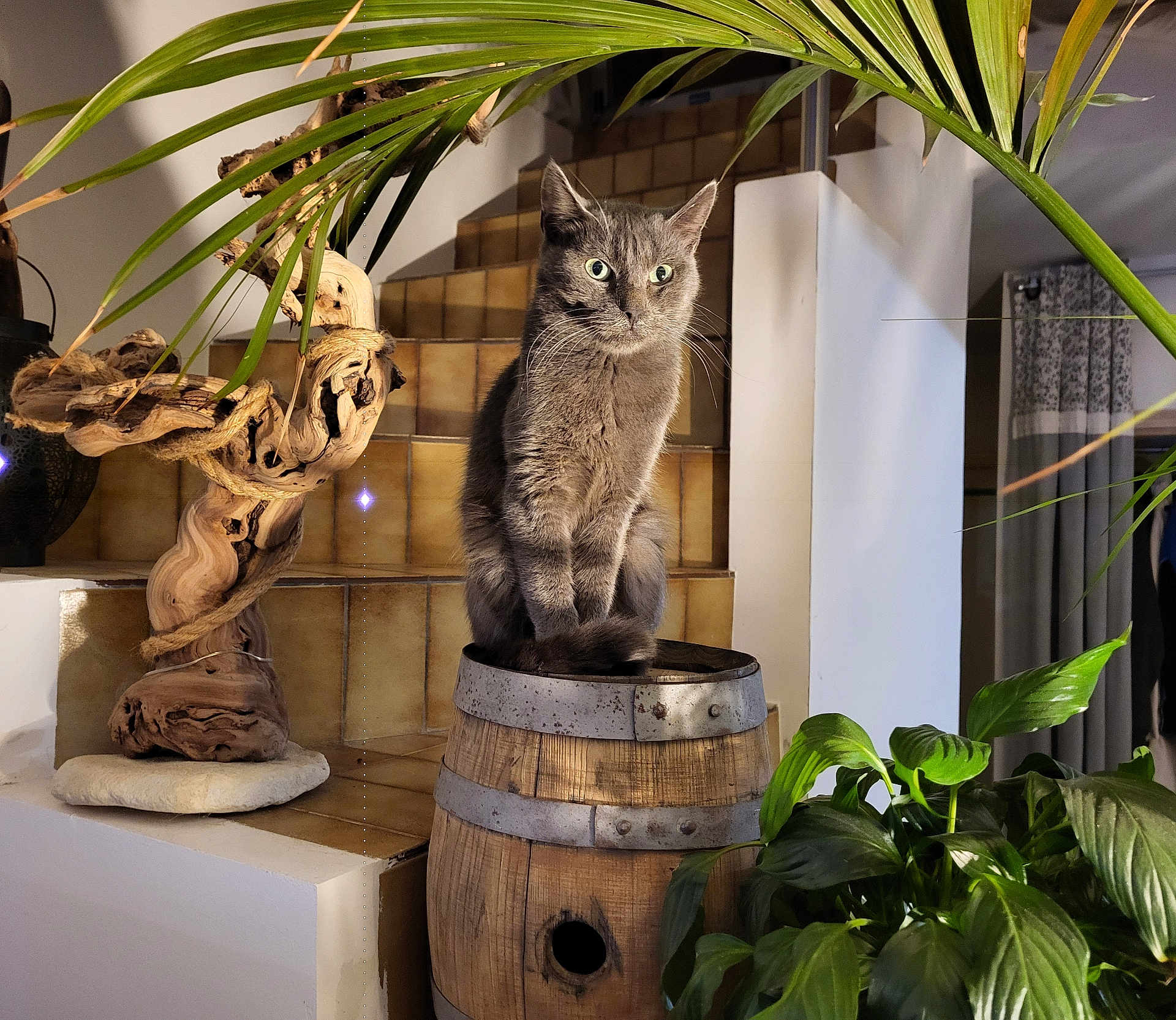Malo a rejoint le concours — aidez-le/la à gagner de superbes lots ! cat, gray_cat, barrel, wooden_barrel, indoor, plant, green_plant, wood_sculpture, stairs, tile_stairs, cozy, home, pet, feline, sitting, whiskers, fur, curious, animal, houseplant