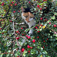 Nyla joined the competition — help win amazing prizes! cat, calico_cat, green_leaves, red_berries, bush, nature, animal, outdoor, foliage, pet, curious, wildlife, branch, tree, close_up, daylight, leafy, cute, mammal, flora