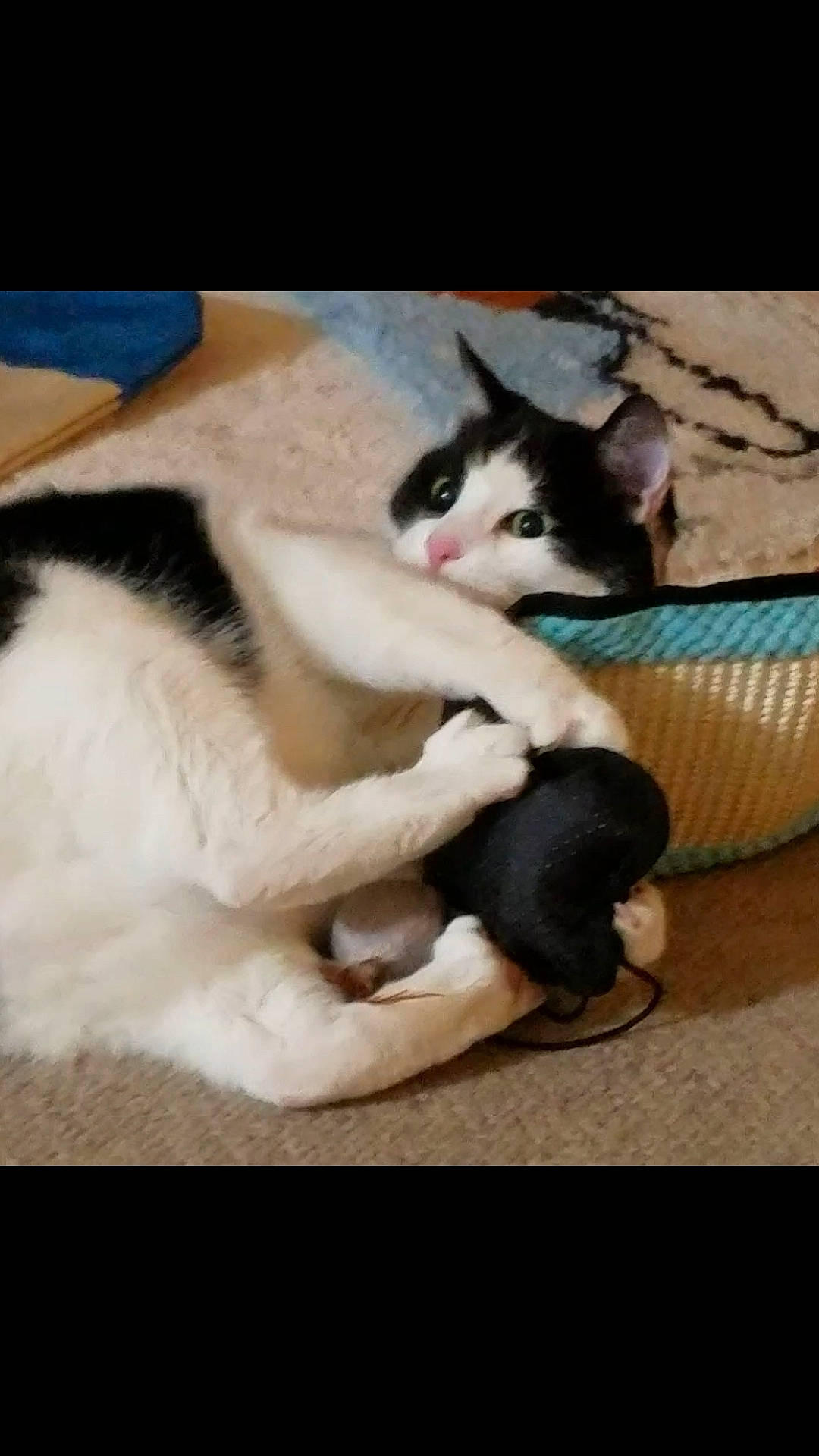 Rabbit is registered to the contest to win money with this photo: aegean_cat, asian, carnivore, cat, domestic_short_haired_cat, european_shorthair, felidae, fur, kitten, leg, mammal, paw, photo_caption, polydactyl_cat, small_to_medium_sized_cats, tail, whiskers