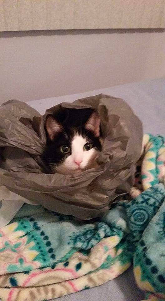 Rabbit joined the competition — help win amazing prizes! american_shorthair, asian, carnivore, cat, domestic_short_haired_cat, european_shorthair, felidae, fur, kitten, norwegian_forest_cat, small_to_medium_sized_cats, whiskers