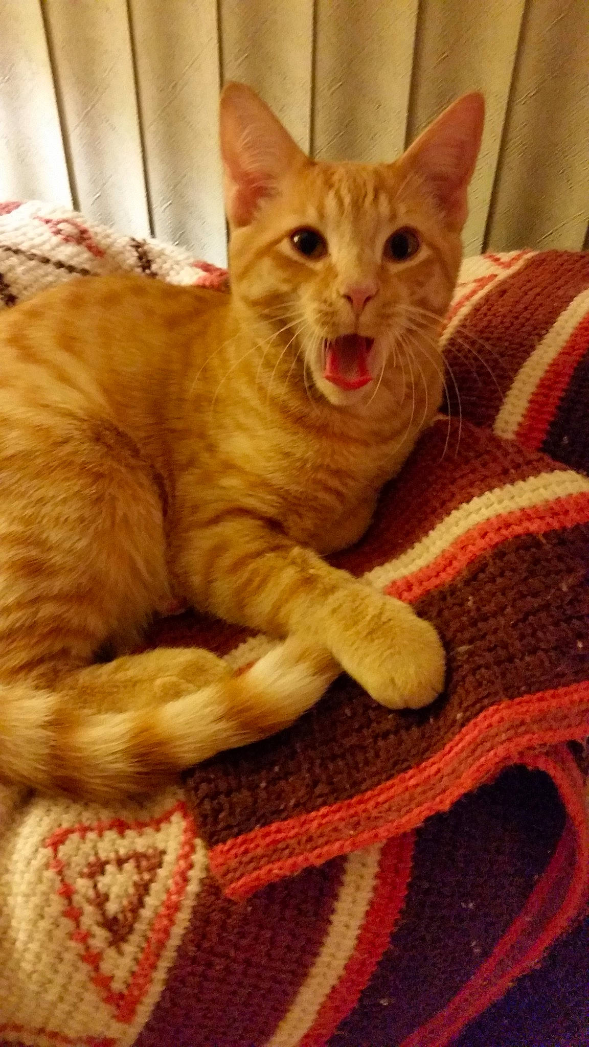 Ryan joined the competition — help win amazing prizes! arabian_mau, asian, australian_mist, carnivore, cat, claw, domestic_short_haired_cat, european_shorthair, fawn, felidae, german_rex, kitten, mammal, oriental_shorthair, small_to_medium_sized_cats, tabby_cat, vertebrate, whiskers