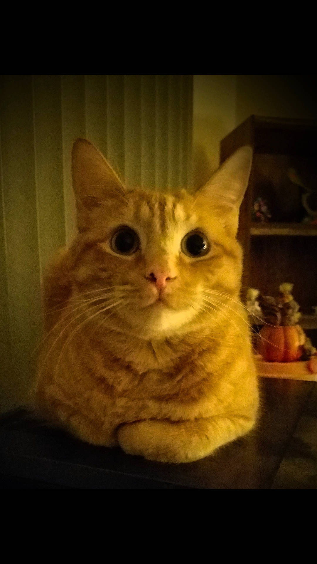 Ryan is registered to the contest to win money with this photo: aegean_cat, american_shorthair, arabian_mau, asian, burmilla, carnivore, cat, domestic_short_haired_cat, european_shorthair, felidae, german_rex, kitten, mammal, photo_caption, small_to_medium_sized_cats, snout, tabby_cat, whiskers