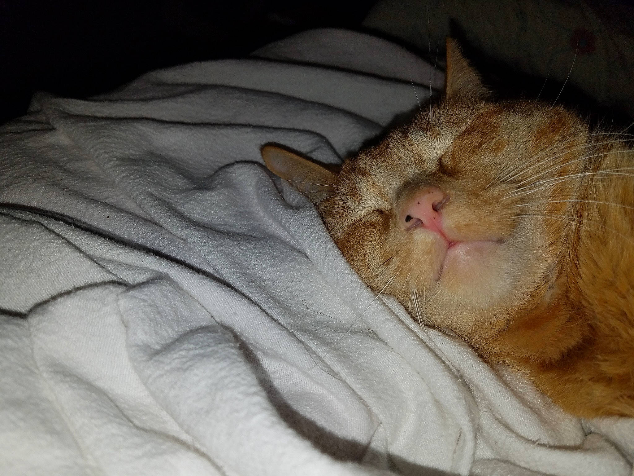 Ryan is registered to the contest to win money with this photo: bedtime, carnivore, cat, ear, european_shorthair, eye, fawn, felidae, fur, kitten, mouth, nap, nose, skin, sleep, small_to_medium_sized_cats, snout, tabby_cat, textile, whiskers