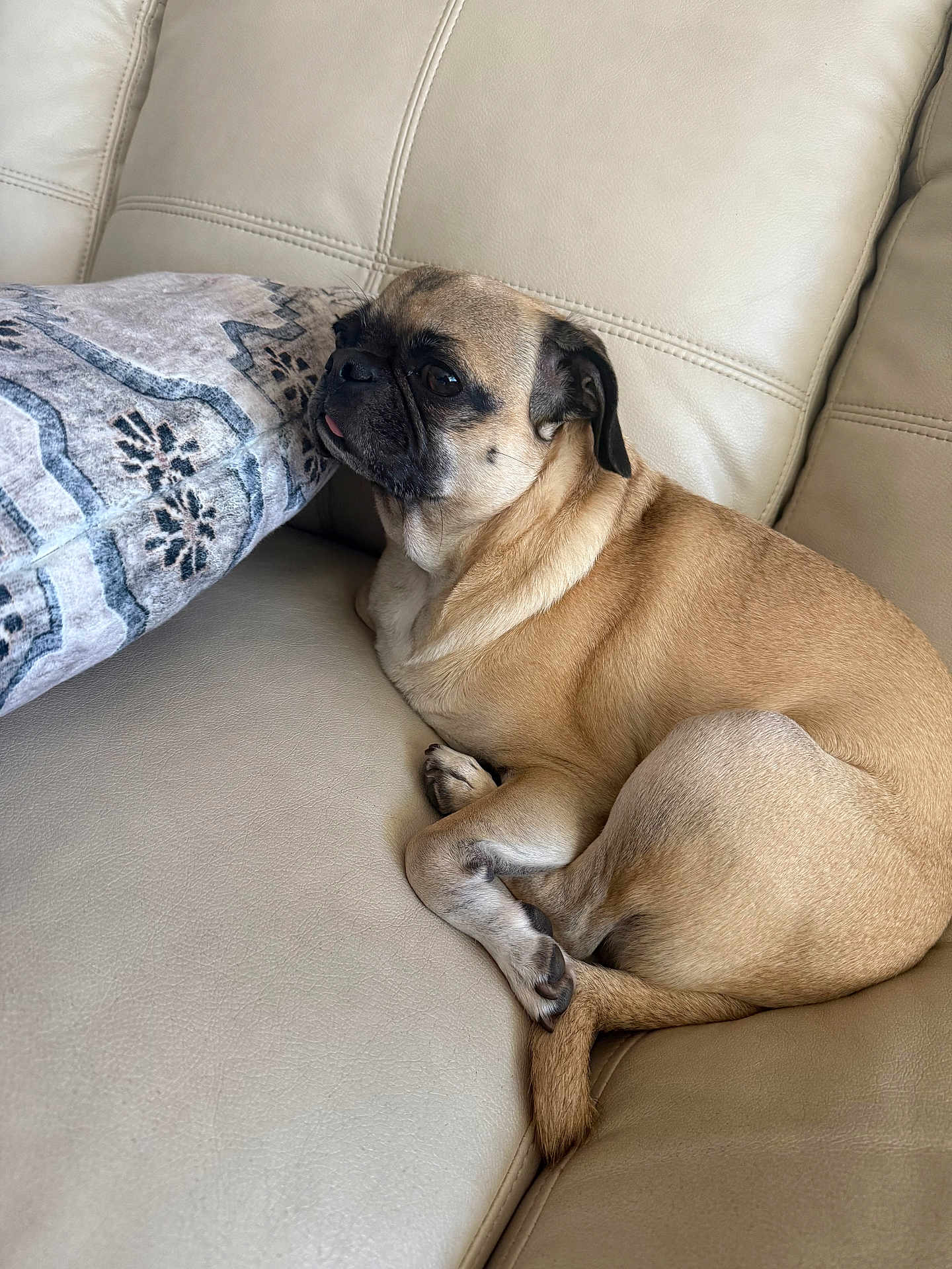 Coco joined the competition — help win amazing prizes! dog, pug, leather_couch, cushion, indoor, pet, resting, tongue_out, beige, fur, sleepy, closeup, companion, relaxed, cute, animal, snout, paw, tail, home