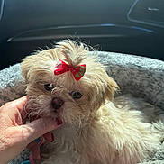 Macy is registered to the contest to win money with this photo: dog, puppy, bow, hand, bed, blanket, fur, pet, cute, small_dog, indoor, cozy, light, sunlight, animal, adorable, portrait, fluffy, resting, pink_leash