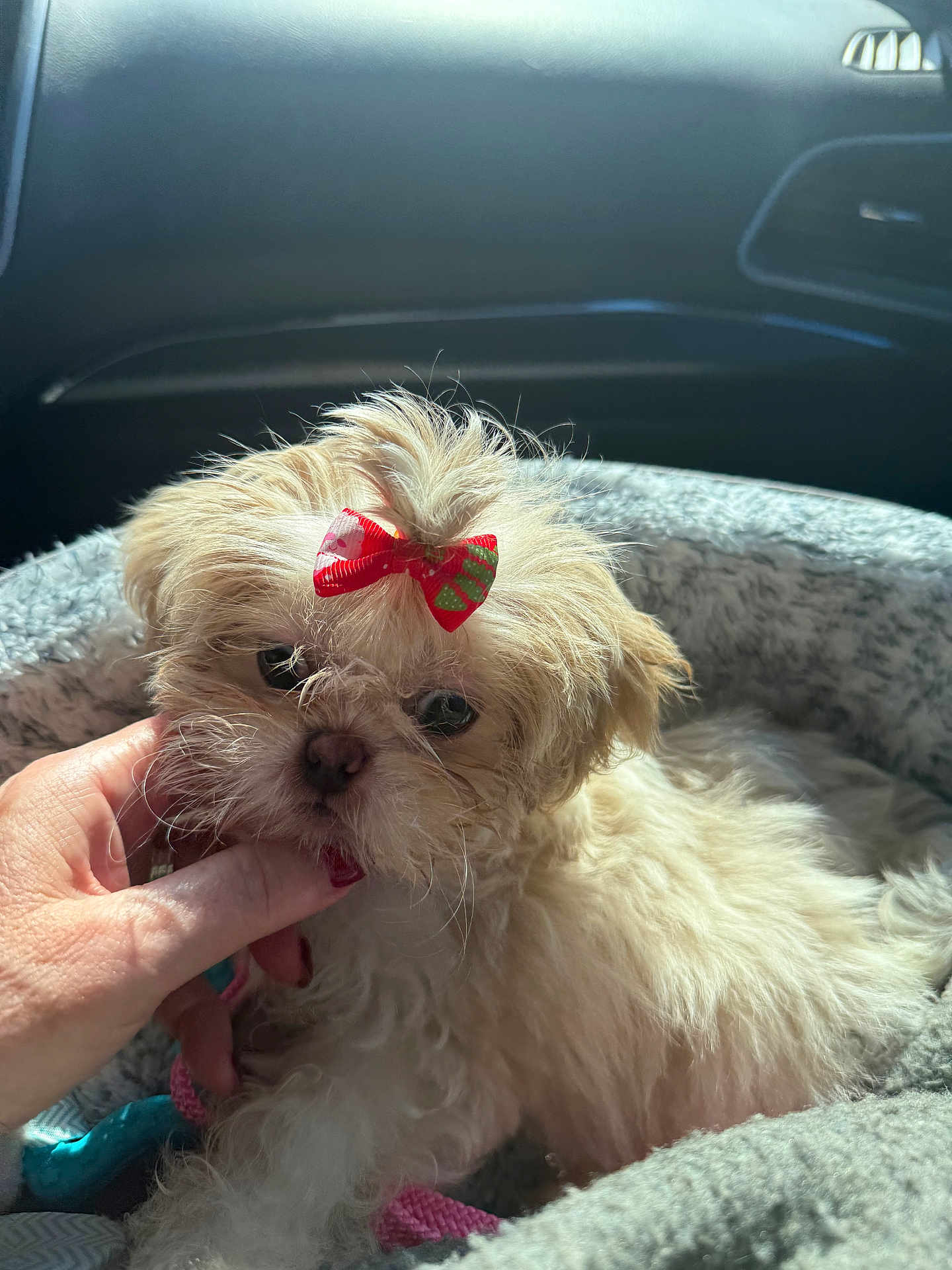 Macy is registered to the contest to win money with this photo: dog, puppy, bow, hand, bed, blanket, fur, pet, cute, small_dog, indoor, cozy, light, sunlight, animal, adorable, portrait, fluffy, resting, pink_leash