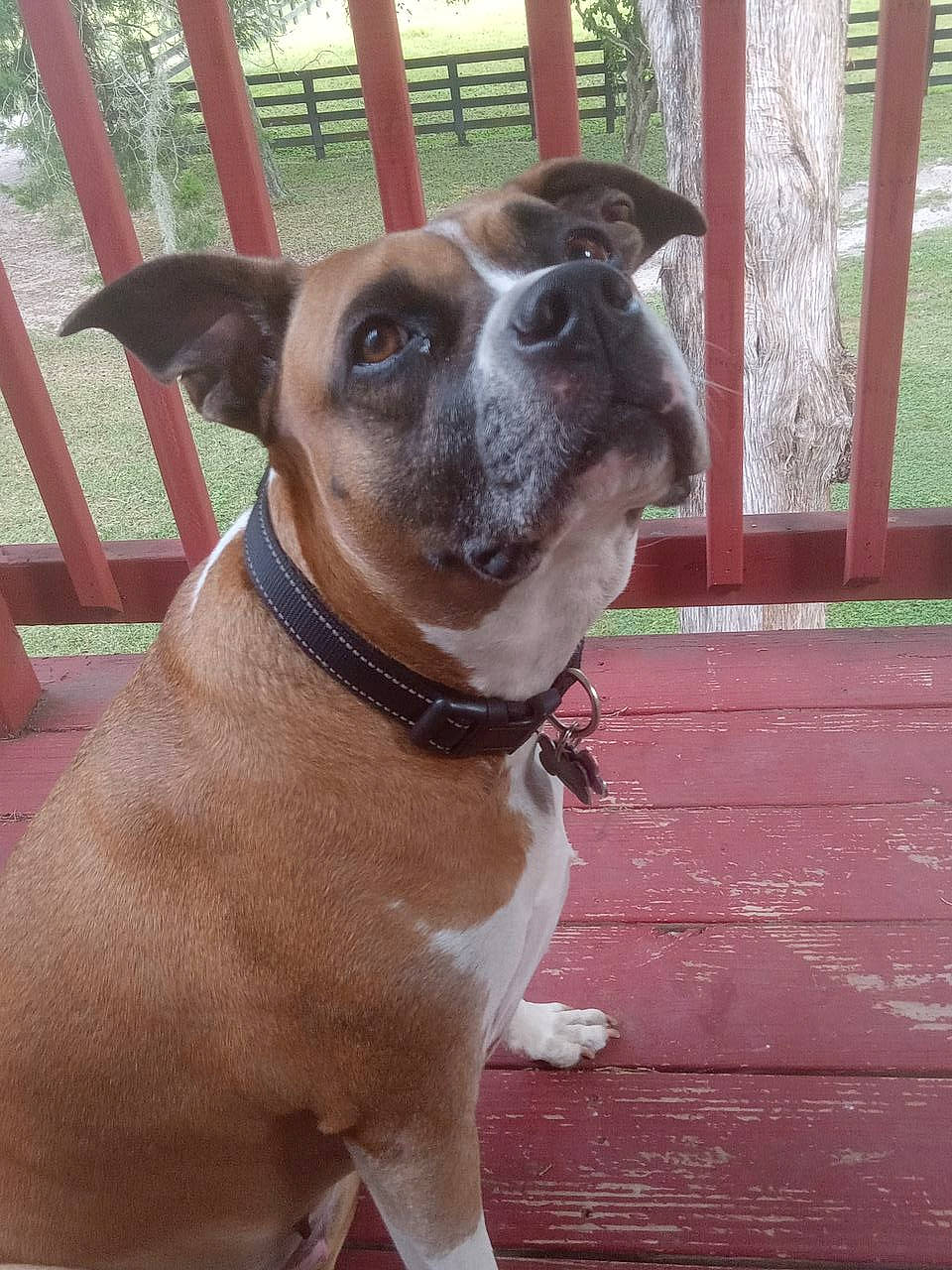 Sasha is registered to the contest to win money with this photo: canidae, carnivore, collar, companion_dog, dog, dog_breed, dog_collar, dog_supply, fawn, fence, fur, liver, pet_supply, snout, sporting_group, terrestrial_animal, whiskers, window, working_animal, wrinkle