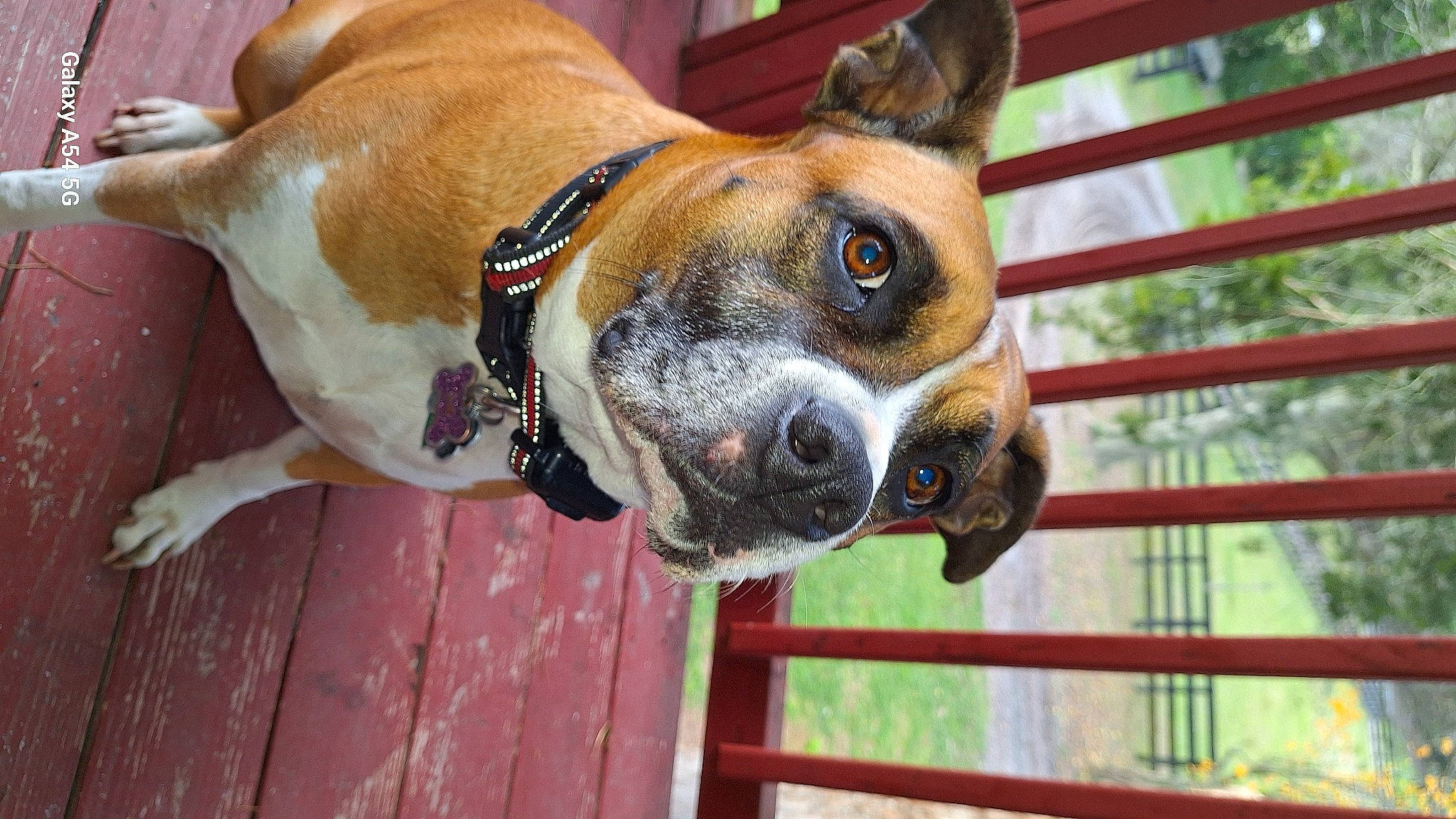 Sasha joined the competition — help win amazing prizes! boxer, canidae, carnivore, collar, companion_dog, dog, dog_breed, dog_collar, dog_supply, fawn, fence, fur, liver, pet_supply, plant, snout, sporting_group, whiskers, working_animal, working_dog