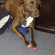 Mocha is registered to the contest to win money with this photo: dog, brown_dog, painted_nails, red_nails, paws, cushion, carpet, indoor, furniture, pet, animal, laying, resting, looking_away, domestic_animal, canine, fur, ears, nose, whiskers