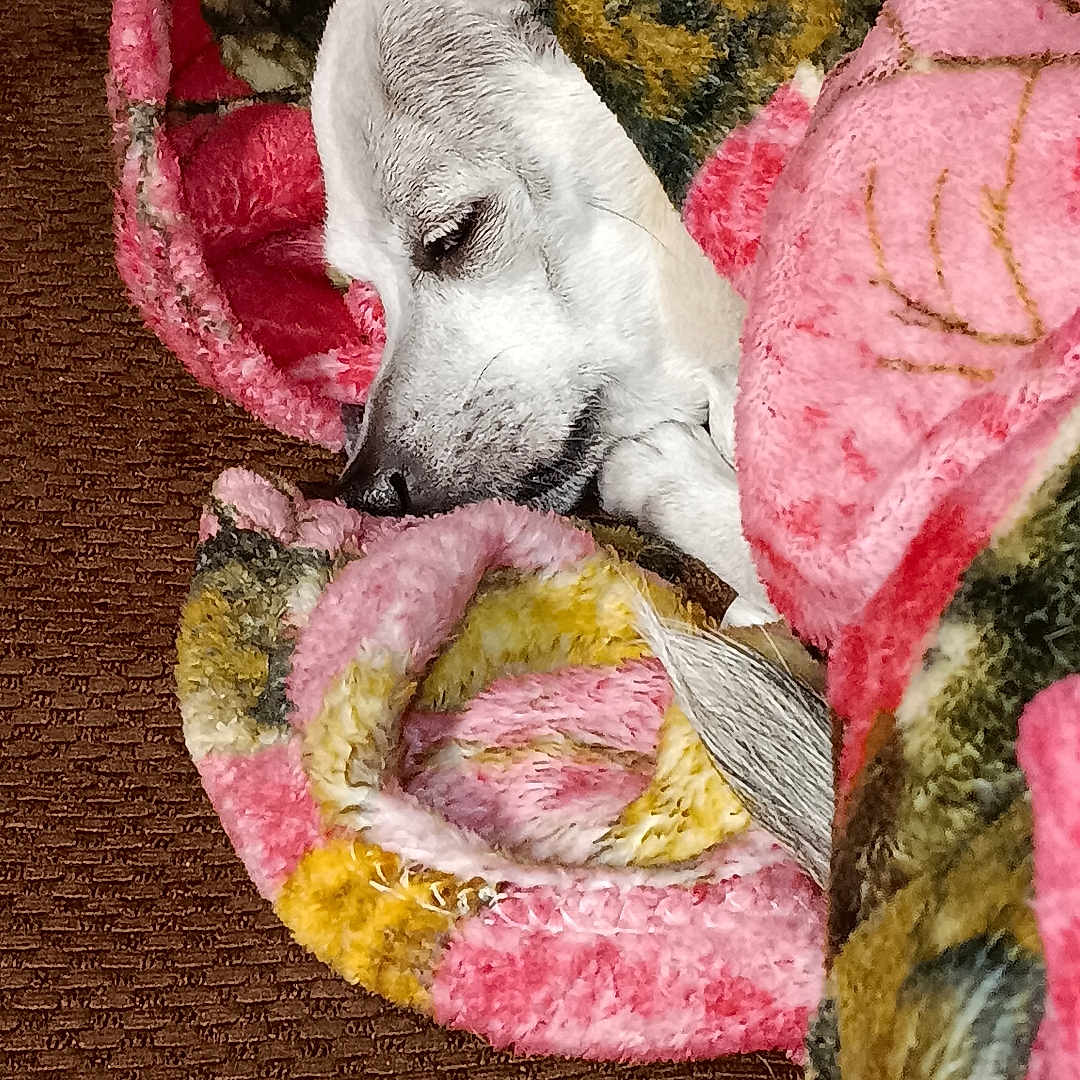 Nilla