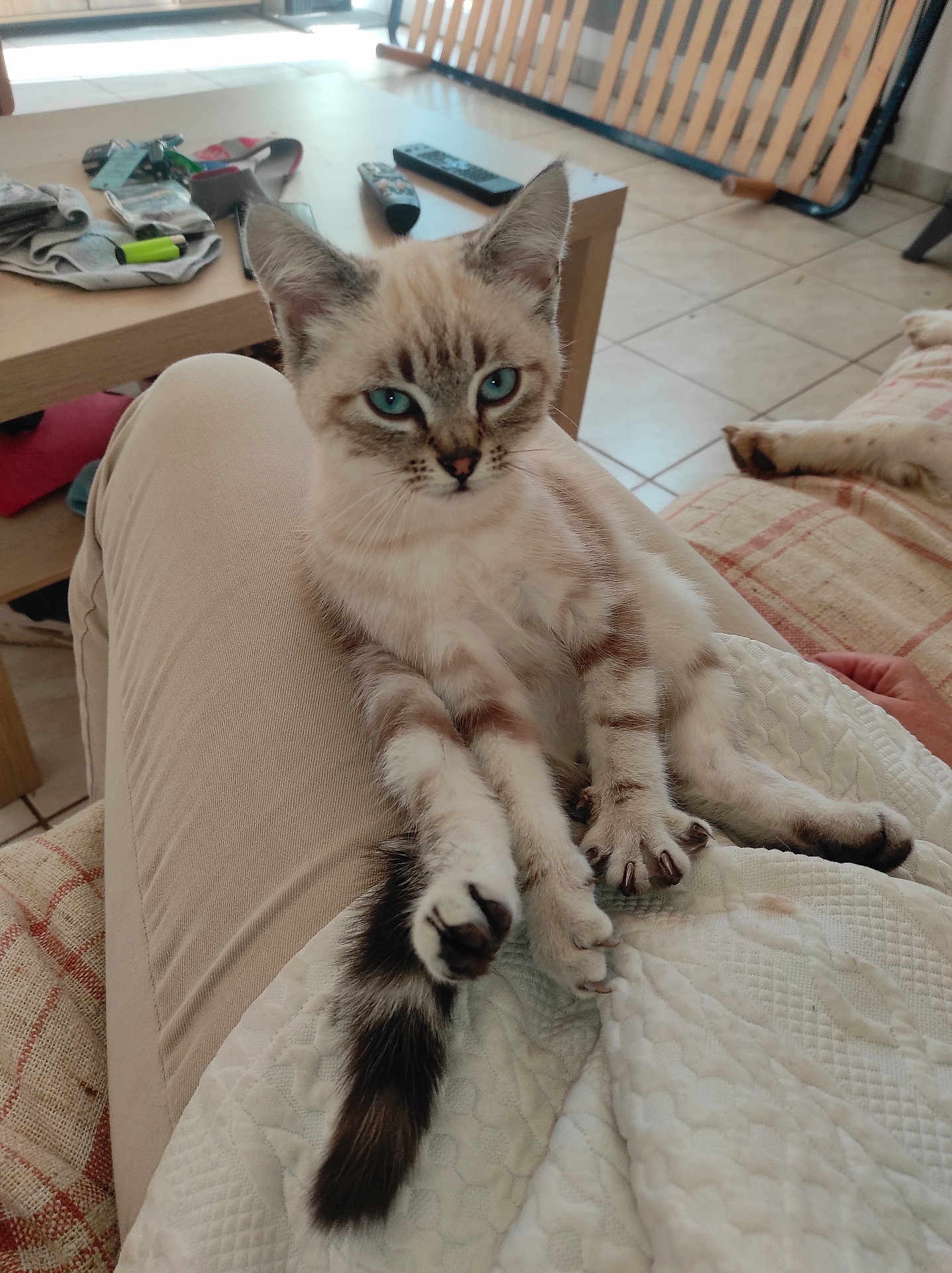 Guizmo a rejoint le concours — aidez-le/la à gagner de superbes lots ! kitten, cat, blue_eyes, paw, lap, person, indoor, furniture, table, remote_control, floor, tile_floor, blanket, relaxation, pet, animal, striped, claws, resting, cozy