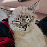 Guizmo participe au concours pour gagner de l'argent avec cette photo : cat, sleeping, close_up, feline, pet, cute, whiskers, fur, relaxed, domestic_animal, indoor, soft, face, animal, mammal, resting, cozy, comfort, tabby, adorable