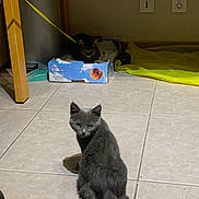 Widow a rejoint le concours — aidez-le/la à gagner de superbes lots ! cat, kitten, gray_cat, tabby_cat, cardboard_box, floor_tile, indoor, yellow_plastic_sheet, trash_bin, wooden_table_leg, pet, animal, looking, sitting, lounging, home, curious, cozy, domestic, box