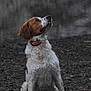 dog, wet, muddy, collar, outdoor, animal, pet, brown, white, fur, looking_up, person_legs, ground, nature, canine, playful, attention, side_view, sitting, loyal