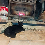Fufu a rejoint le concours — aidez-le/la à gagner de superbes lots ! black_cat, cat, fireplace, fire, logs, wood, tiled_floor, indoor, cozy, home, pet, animal, resting, warm, brick, container, paint_can, cord, household, relaxing