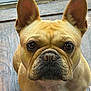 dog, french_bulldog, pet, portrait, close_up, ears, muzzle, nose, eyes, whiskers, fawn_coat, brown, indoor, wood_floor, sitting, cute, attention, looking_up, face, paws
