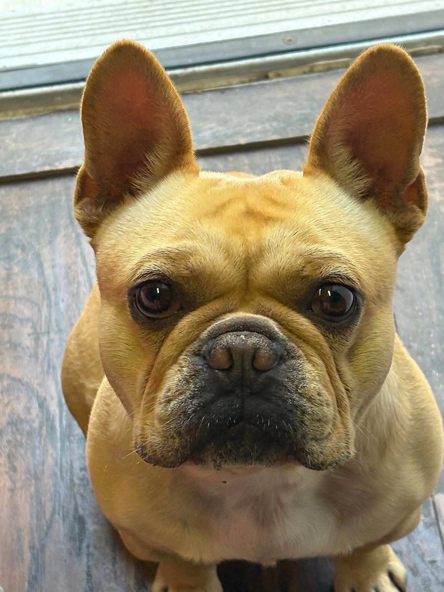 Bruno is registered to the contest to win money with this photo: dog, french_bulldog, pet, portrait, close_up, ears, muzzle, nose, eyes, whiskers, fawn_coat, brown, indoor, wood_floor, sitting, cute, attention, looking_up, face, paws