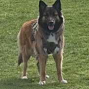 Hateya a rejoint le concours — aidez-le/la à gagner de superbes lots ! alert, animal, canine, daylight, dog, ears, field, friendly, fur, grass, harness, leisure, mammal, muzzle, nature, outdoor, pet, standing, tongue, walking