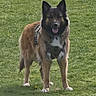 alert, animal, canine, daylight, dog, ears, field, friendly, fur, grass, harness, leisure, mammal, muzzle, nature, outdoor, pet, standing, tongue, walking