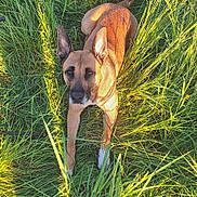 Nymeria a rejoint le concours — aidez-le/la à gagner de superbes lots ! alert, animal, brown, canine, daylight, dog, ears, field, fur, grass, greenery, laying, muzzle, nature, outdoor, pet, relaxed, sunlight, sunshine, whiskers