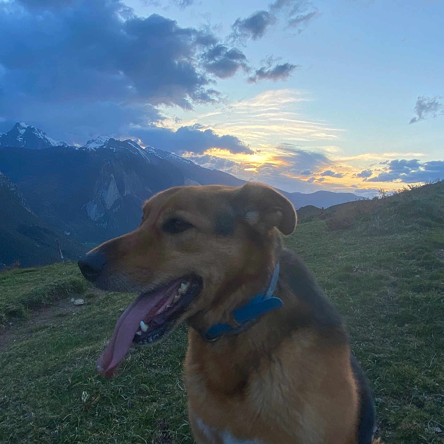 Roméo a rejoint le concours — aidez-le/la à gagner de superbes lots ! animal, canine, cloud, collar, dog, evening, grass, happy, hill, landscape, majestic, mammal, mountain, nature, outdoor, pet, scenic, sky, sunset, tongue_out