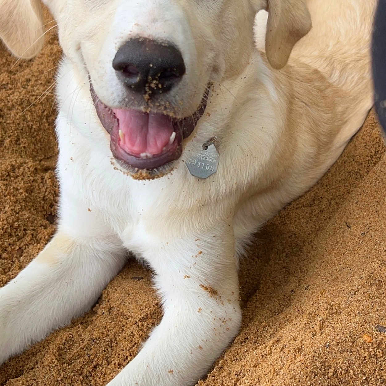 Pauline is registered to the contest to win money with this photo: animal, canine, closeup, collar, cute, dog, friendly, fur, happy, light_brown, outdoor, pet, playful, portrait, resting, sand, smiling, tag, tongue, white