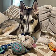 Walter joined the competition — help win amazing prizes! dog, husky, animal, pet, indoor, couch, toy, plush_toy, rope_toy, heterochromia, fur, ears, window, light, living_room, relaxing, canine, snout, paw, striped_blanket
